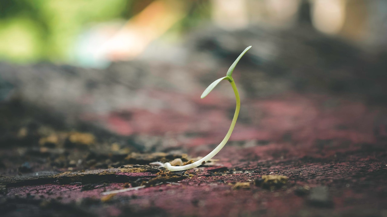 A young sprout growing in a large pile of dirt, growing against all of the challenges and lack of plants around it just like an SME growing with high-impact sales strategies and overcoming their growth challenges 