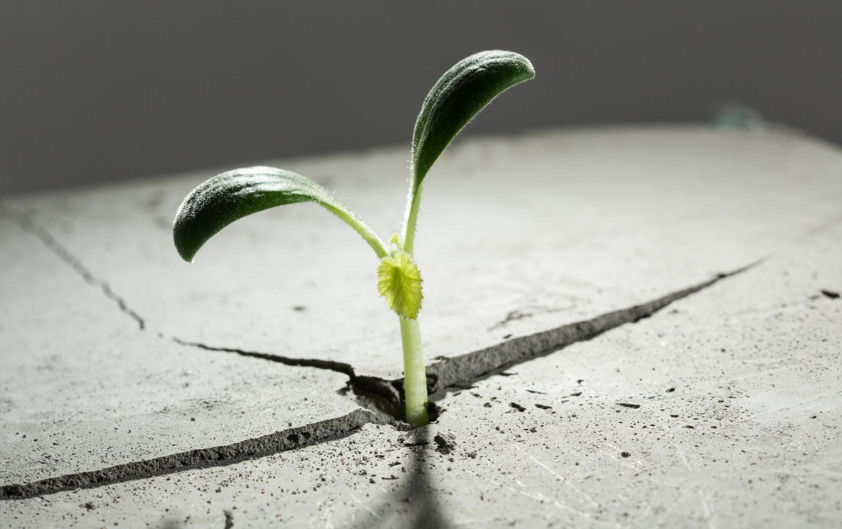 A sprout growing through a crack in concrete representing a business utilising sales tactics for their sustainable growth.