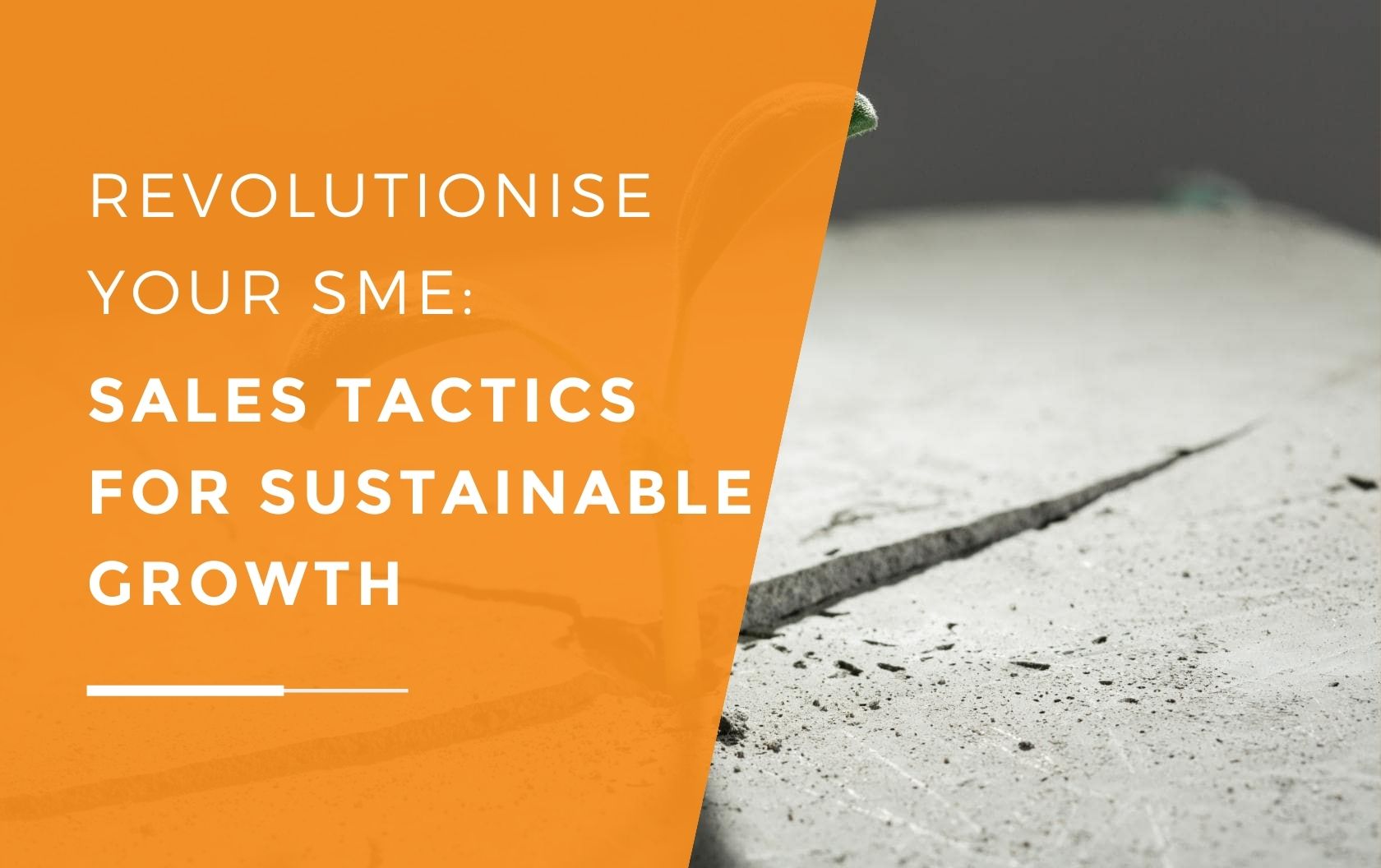 A sprout growing through a crack in concrete representing a business utilising sales tactics for their sustainable growth.