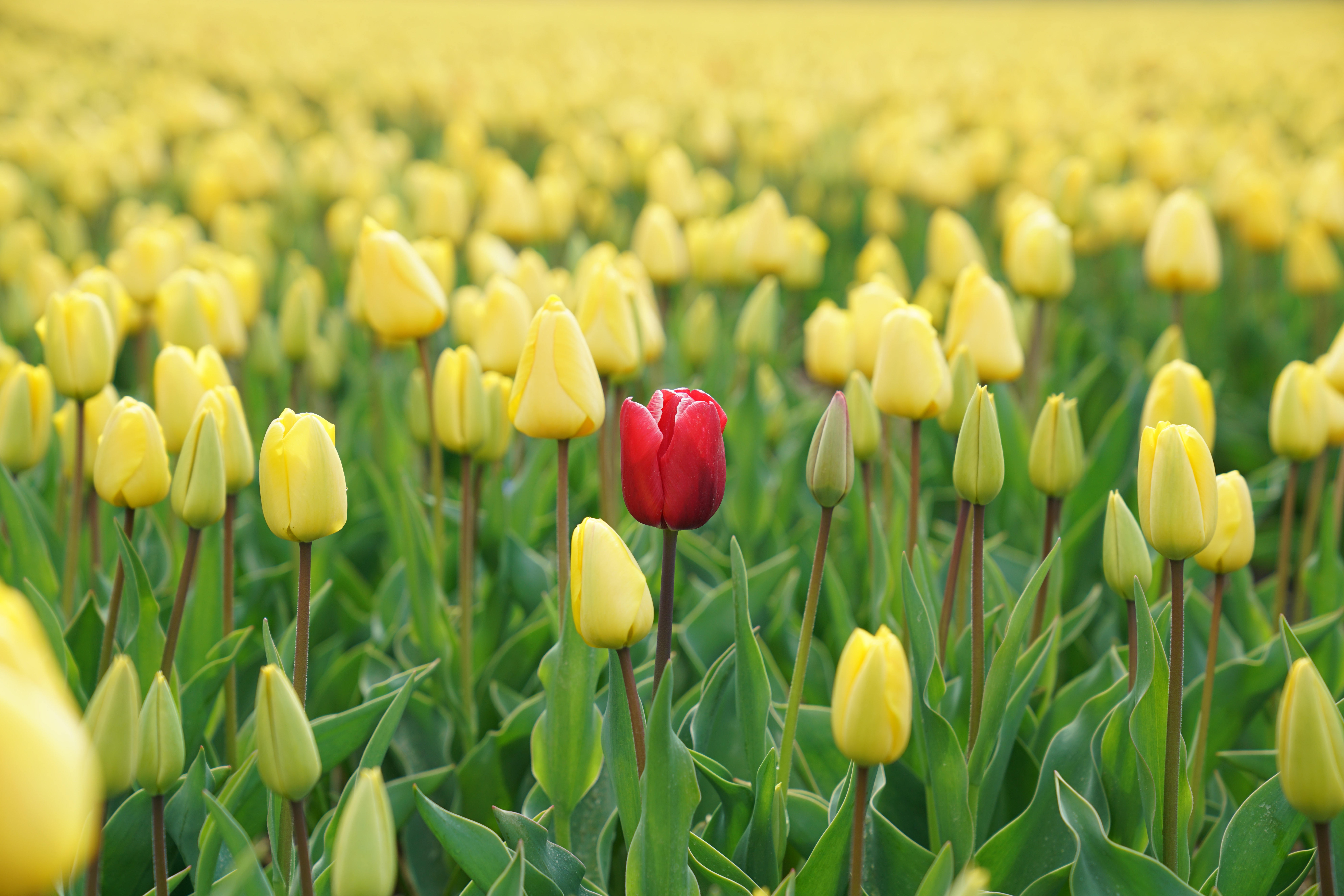 how can a company be different from its competitors 